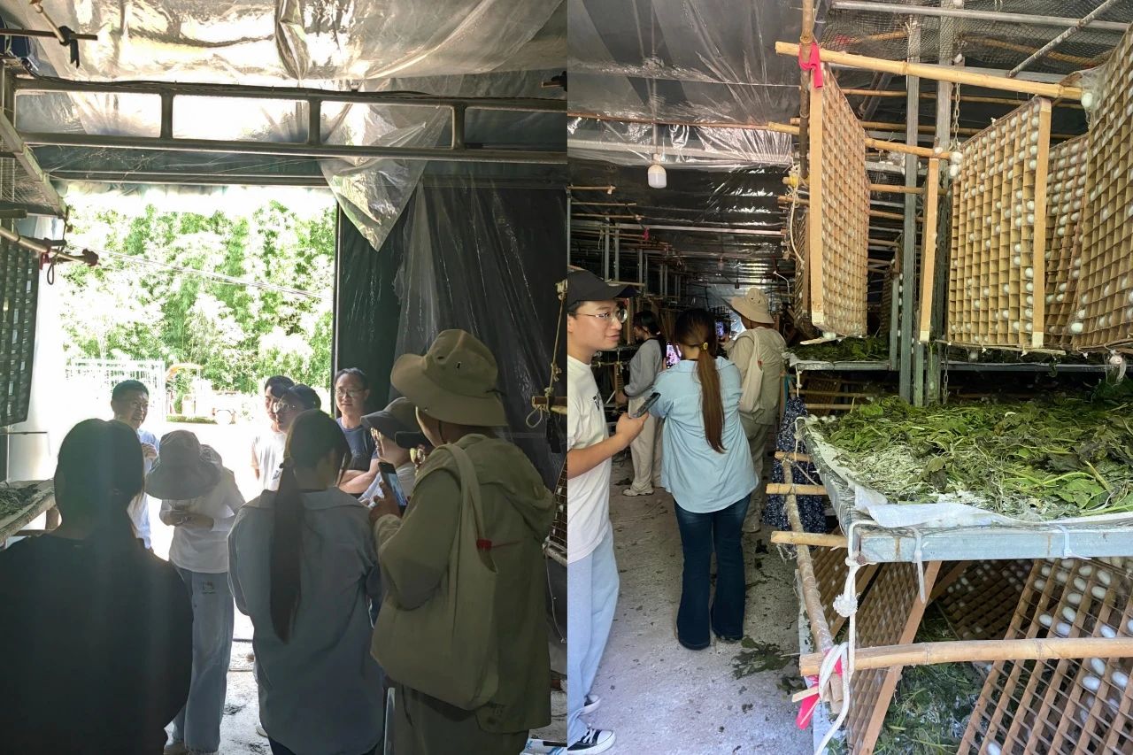 暑假社会实践 | 生态桑园绿意浓,“蚕”动绿色新经济--水源区固废变有机肥,麦地冲蚕丝织就国际路 第 7 张 暑假社会实践 | 生态桑园绿意浓,“蚕”动绿色新经济--水源区固废变有机肥,麦地冲蚕丝织就国际路 第 7 张