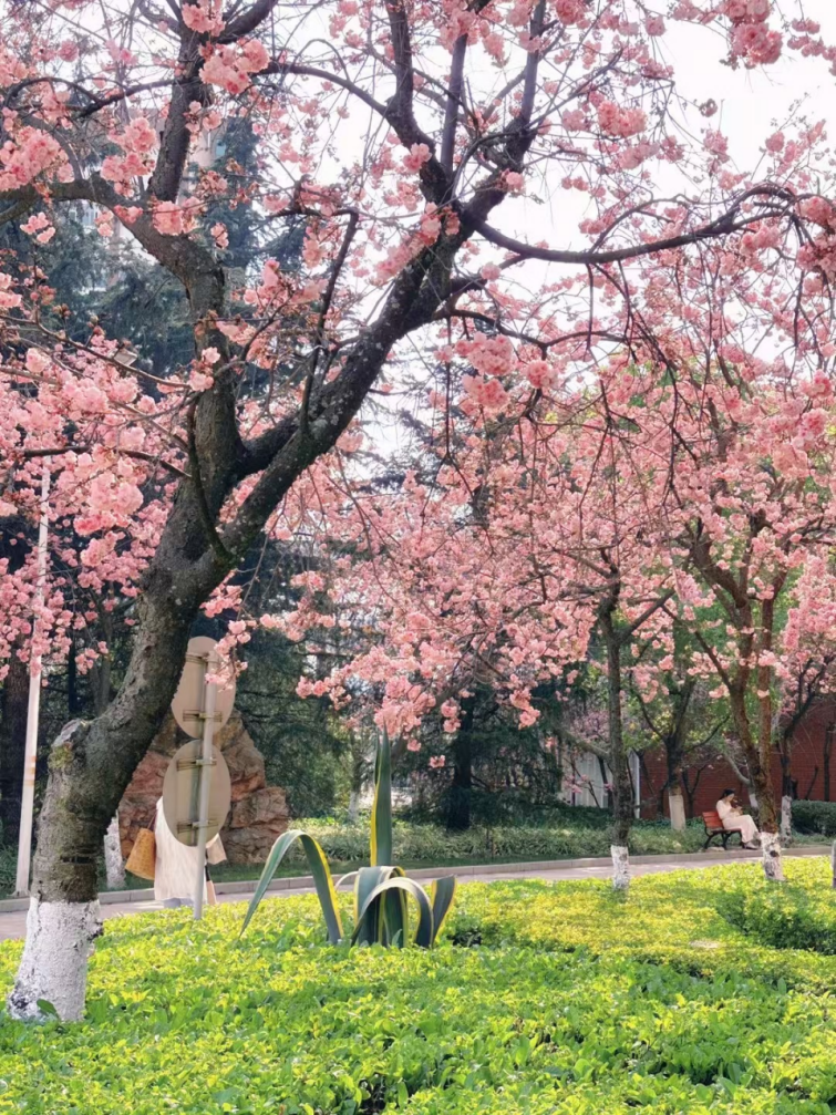 春韵定格·光影绘梦——云南经济管理学院